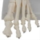thumbnail image 5 of Modelo de Articulación del Pie, Modelo de Anatomía , Tamaño Natural, Modelo de Anatomía del Pie, Equipo de Enseñanza del Modelo de Esqueleto Humano, 5 of 5