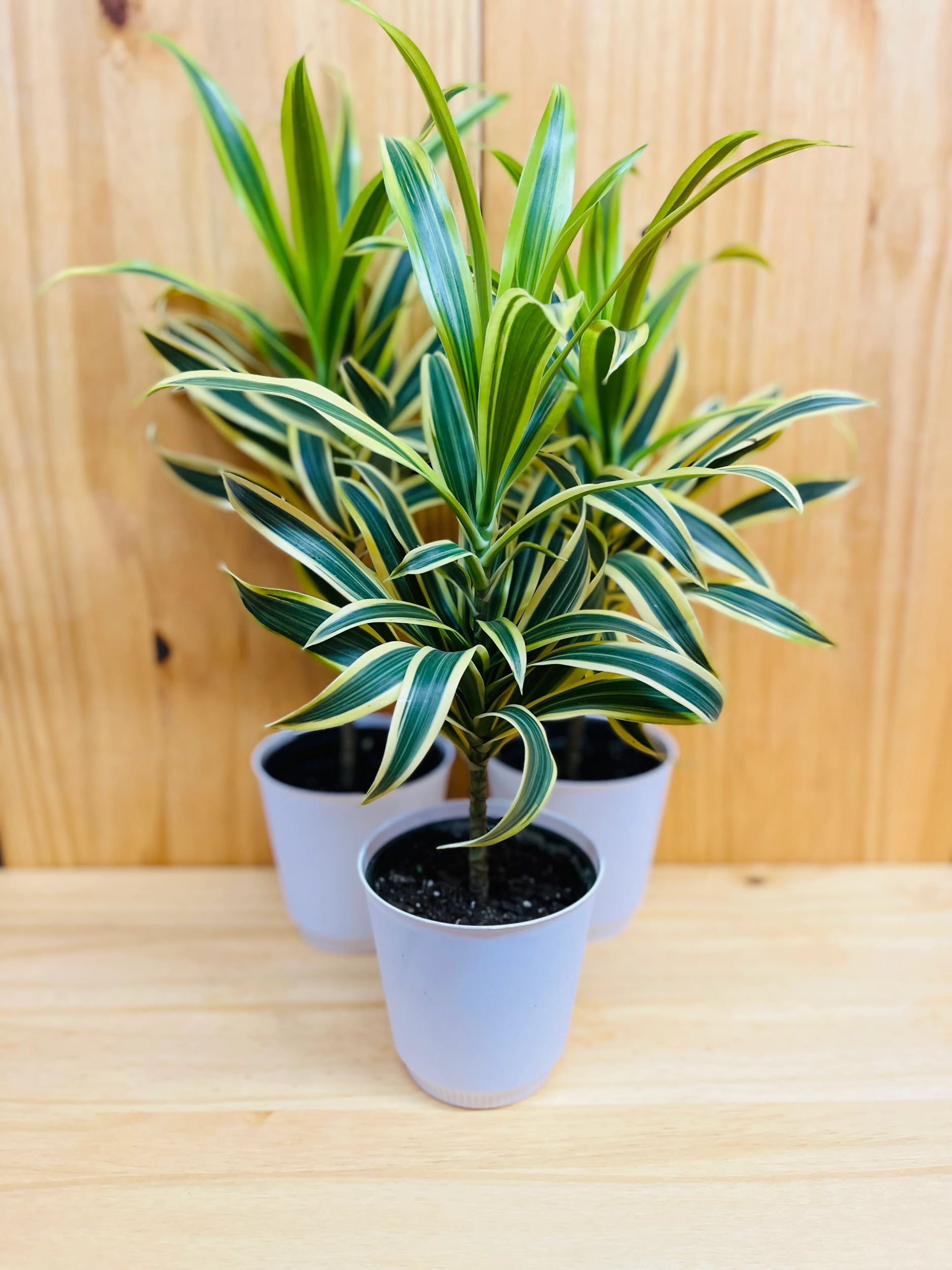 Dracaena Reflexa Live Green Plant in 6" Pot - Walmart.com