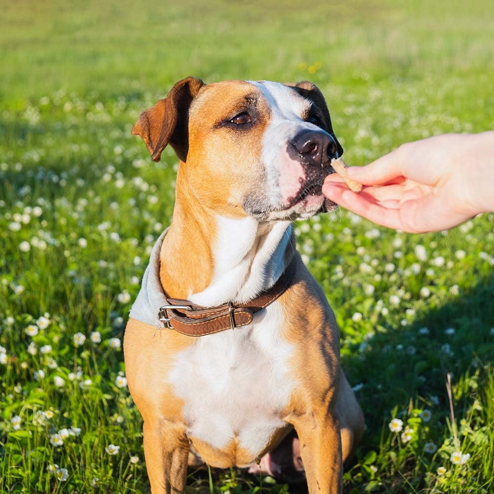 Milk-Bone Brushing Chews, Dental Dog Treats - Small Breed (48 Count) MerlinsMart Zine | Rope Toy