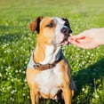 thumbnail image 6 of Earthborn Holistic Earth Bites Grain Free Crunchy Dog Treats | 9 Superfoods with Bison Protein | 2 lb | MerlinsMart Zine & Rope Toy, 6 of 10