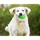 thumbnail image 5 of Verde - Juguete masticable chirriante para perros, juguete interactivo de entrenamiento, pelota de dentición resistente y duradera, frisbee y juguete acuático (1 pieza), 5 of 5