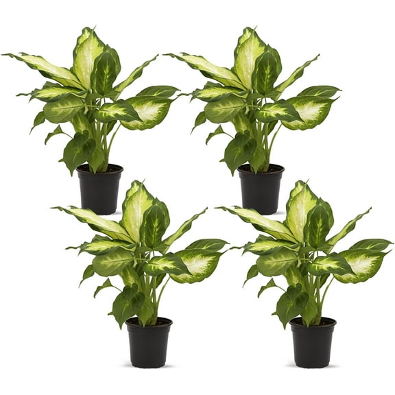 4 Pack Live Dieffenbachia Dumb Cane, Indoor Potted Houseplant, Plant Lover Gift, Birthday Gift, Sympathy Gift, Housewarming Gift, Christmas Gift in 4" Pot