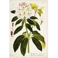 thumbnail image 2 of Vision Studio 11x14 Black Ornate Wood Framed with Double Matting Museum Art Print Titled - Vintage Rhododendron I, 2 of 4