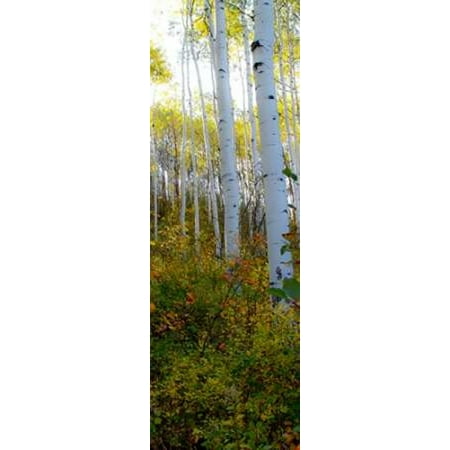 Aspen in the Day II Poster Print by Kathy