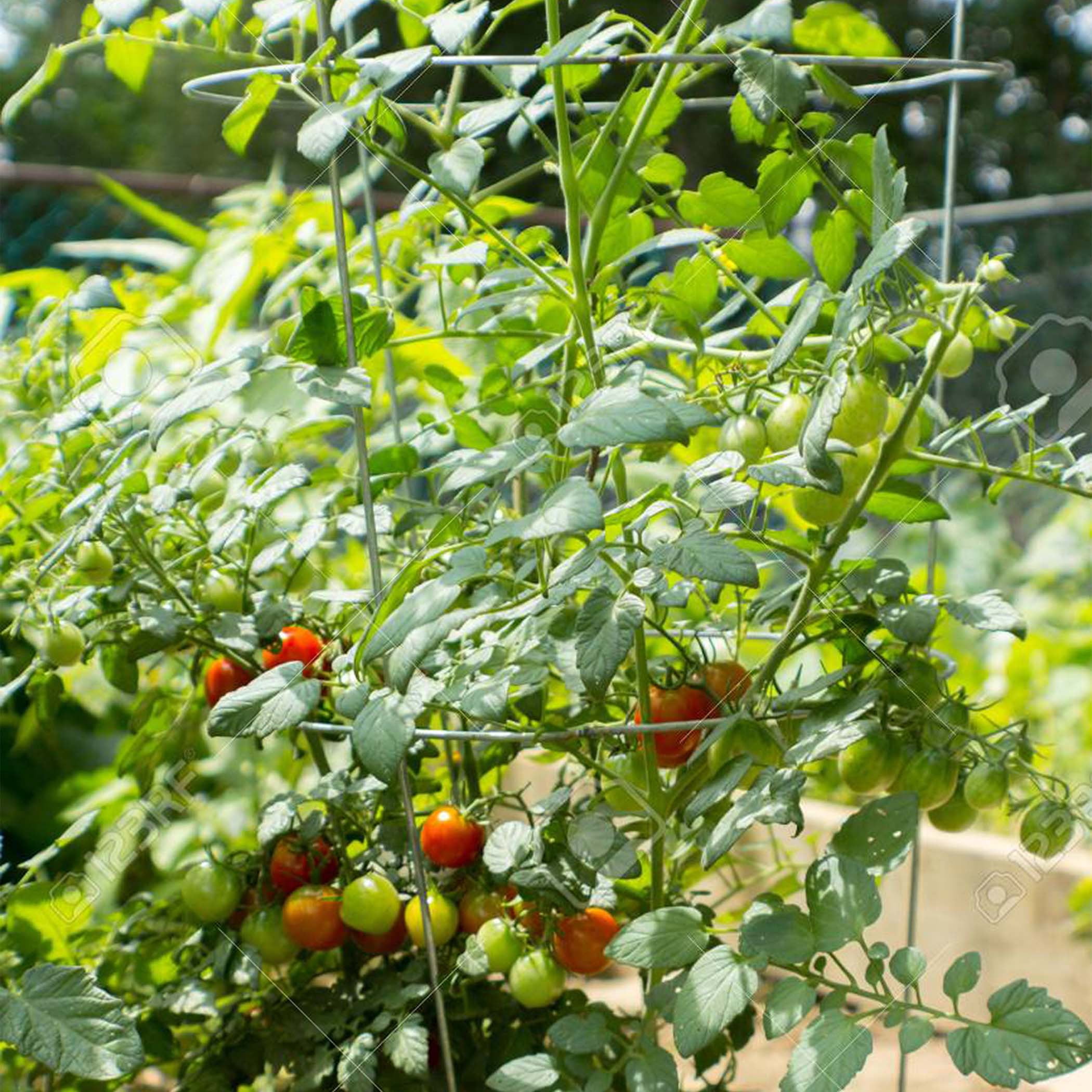 Expert Gardener 42 in. Heavy Duty Galvanized Steel Vegetable and Tomato Cage