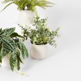 thumbnail image 1 of Eucalyptus artificiel Anko en pot, 1 of 6