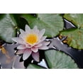 thumbnail image 2 of Susan Vizvary Photography 14x11 Black Ornate Wood Framed with Double Matting Museum Art Print Titled - NZ Waterlily, 2 of 4