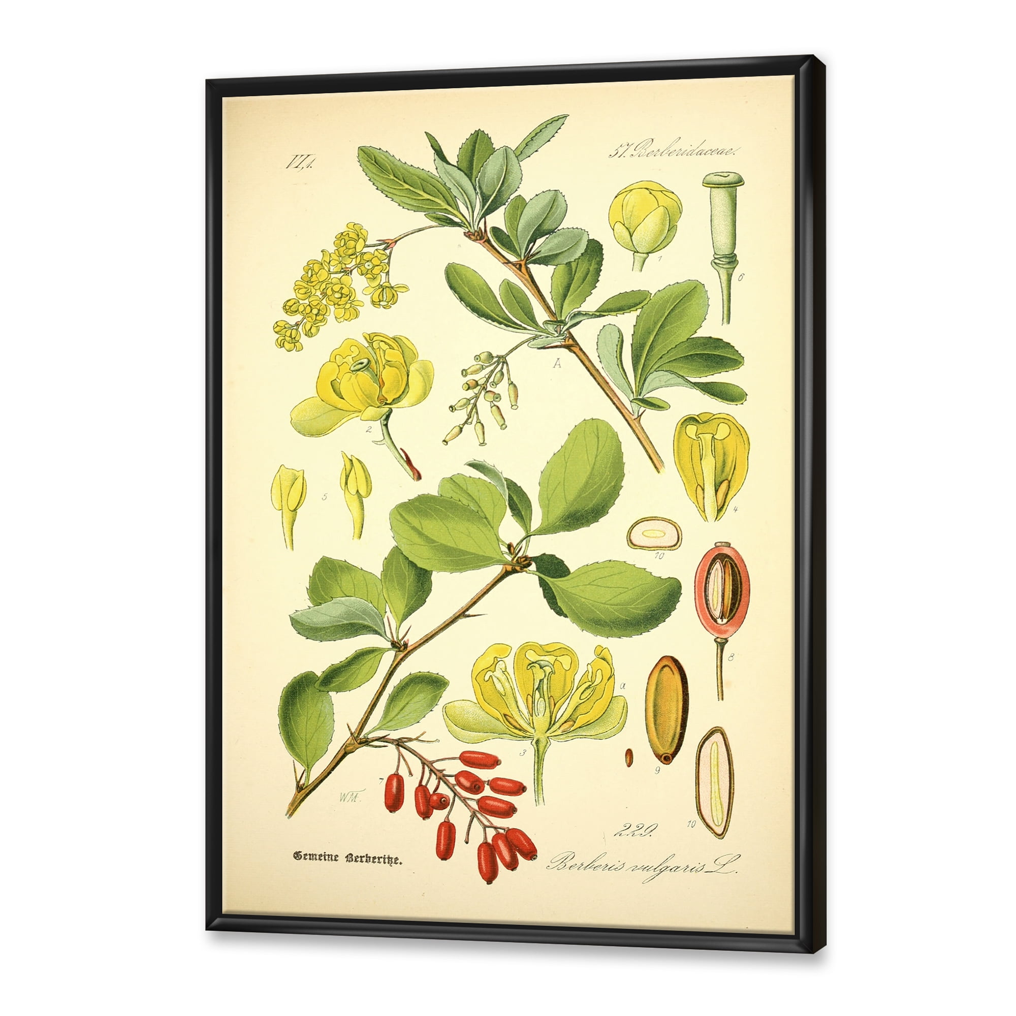 Designart 'Ancient Plant Life II' Traditional Framed Canvas Wall Art Print