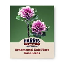 Harris Seeds - Ornamental Kale Flare Rose F1 Seeds - Ruffled Cut Flower - 100 Seeds