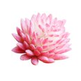 thumbnail image 2 of Funie Artificial Succulent Lifelike Exquisite PVC Easy Care Artificial Echeveria for Home, 2 of 7