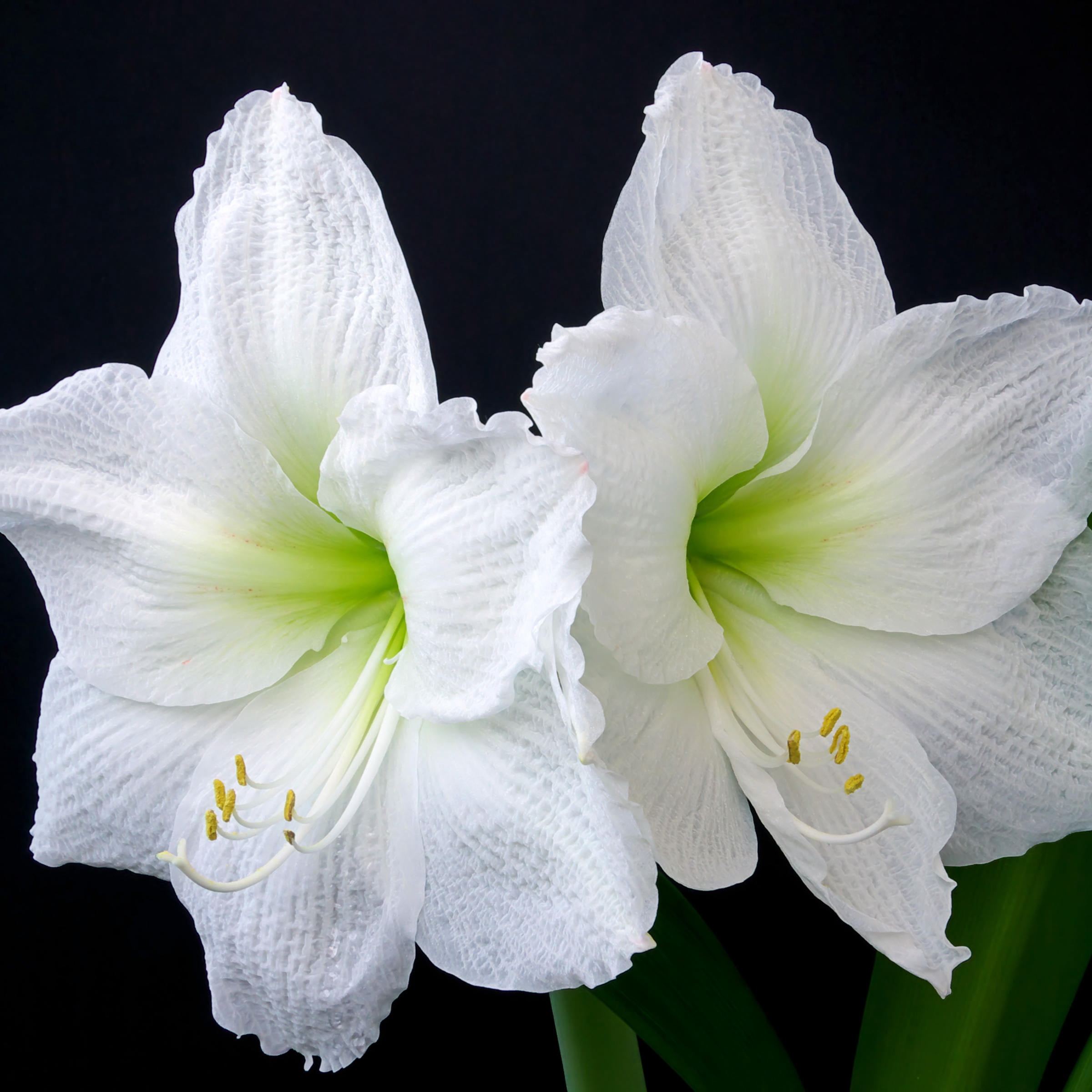 National Plant Network Pastel Pink Waxed White Blooming Giant Amaryllis Bulb (3-pack)