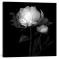 thumbnail image 2 of iCanvas  "Peonies III, B&W" by Magda Indigo Canvas Print, 2 of 3