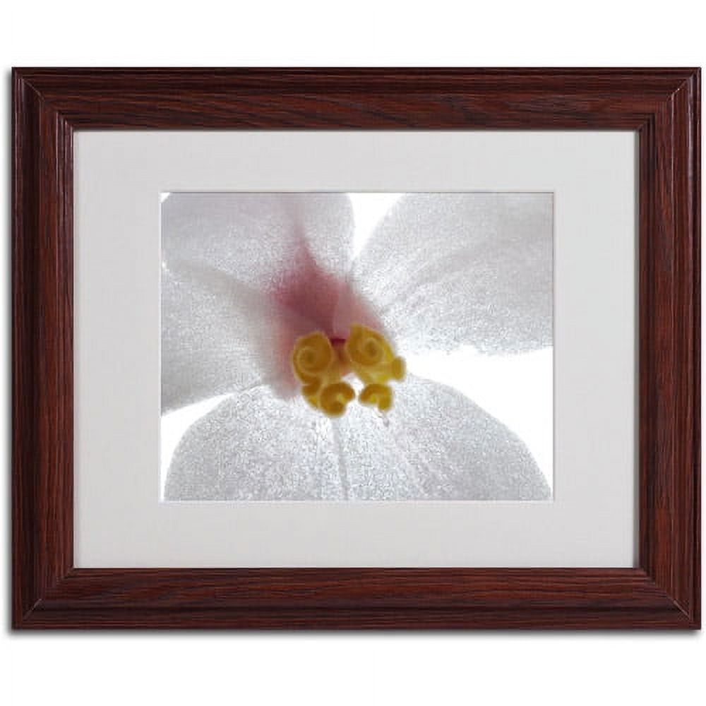 Trademark Fine Art "Escargo Begonia" Canvas Art by Kurt Shaffer, Wood Frame