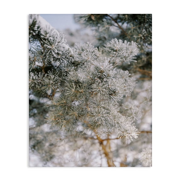 Stupell Industries Farmhouse Frosted Fir Tree Branches Canvas Art, 16 x 20, by Justine Milton