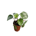 thumbnail image 3 of Watermelon Peperomia 2" Pot, 3 of 4