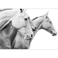 thumbnail image 2 of wall26 - Purebred Horses - Removable Wall Mural | Self-Adhesive Large Wallpaper - 66x96 inches, 2 of 6