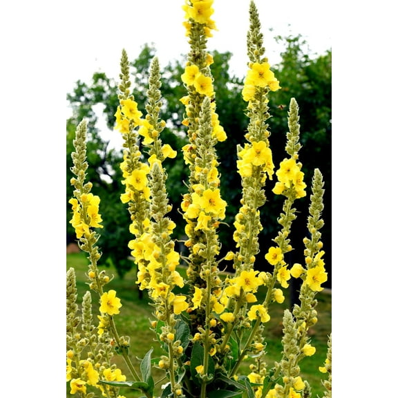 CZ Grain 50 Great Mullein Plant Seeds, Fresh Seeds and Easy To Grow