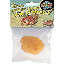 ALL NATURAL HERMIT CRAB SEA SPONGE DISPLAY ALL NATURAL HERMIT CRAB SEA SPONGE DISPLAY