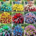 thumbnail image 4 of Hostas Planting-(Non-Artificial)-Ornamental-Fast Growing, Premium Garden Stakes-Home Decoration-Bloom Year After Year-Beautiful Gift Garden-, 4 of 7