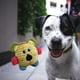 thumbnail image 1 of Juguete chirriador portátil para perros, juguete de rompecabezas para perros Juguete lindo para masticar perros, para gatos de interior Razas pequeñas , león Fernando Juguetes chirriantes, 1 of 8
