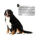 thumbnail image 4 of Alimento para PERROS CROKIPET 20 KG, 4 of 9