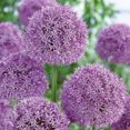 thumbnail image 3 of les bulbes, c’est facile! Assortiment d'alliums (25 Bulbes), 3 of 5