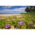 thumbnail image 2 of Hawaii  Maui  Kihei  Keawakapu Beach  Green Leafy Vines With Pink Flowers On Shore. Poster Print, 2 of 2