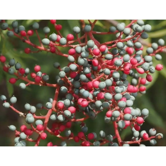 15 Chinese Pistach Tree Seeds for Planting - Pistacia chinensis