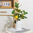 thumbnail image 4 of Mainstays 16” Indoor Artificial Lemon Plant in White Ceramic Pot, 4 of 6