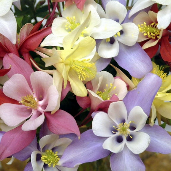 Origami Mix Columbine ~10 Seeds – Aquilegia caerulea | Perennial Wildflower | Bicolor Blooms in Blue, Red, Pink & White | 12–18" Tall | 2nd Year Bloom | Cold Hardy Zones 3-8 | Non-GMO