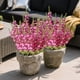thumbnail image 5 of Ramo de Flor de Gloria de la Mañana Artificial | Rociador Floral Multicolor Realista de Plástico | Decoración para Hogar, Jardín, Exterior y Fiestas | Follaje Verde de Aspecto Natural | 1 Unidad, 5 of 6