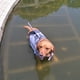 thumbnail image 3 of Tomshoo Chalecos salvavidas, Conservador de trajes de baño Agua mascota tiburón traje de baño chaleco de baño en piscina seguridad del agua en traje de baño Siuke Zdhf Pet Sty traje de baño, 3 of 8