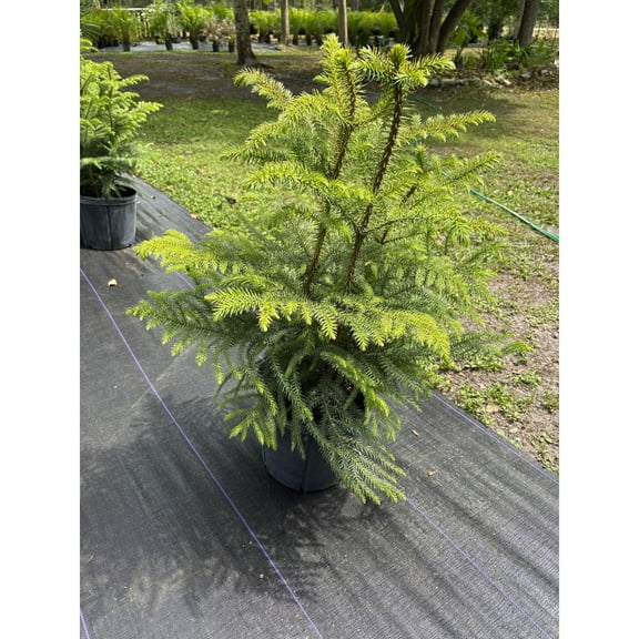 Norfolk Island Pine Tree