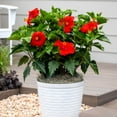 thumbnail image 4 of Island Blooms 2.5gal Red Hibiscus Live Annual Plant Sun, 4 of 6