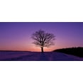 thumbnail image 4 of Nature Piggy Bank, Oak Tree at Sunset Frozen Wintertime Snowy Field Evergreen Forest Evening Scenery, Ceramic Coin Bank Money Box for Cash Saving, 3.6" X 3.2", Purple Peach, by Ambesonne, 4 of 4