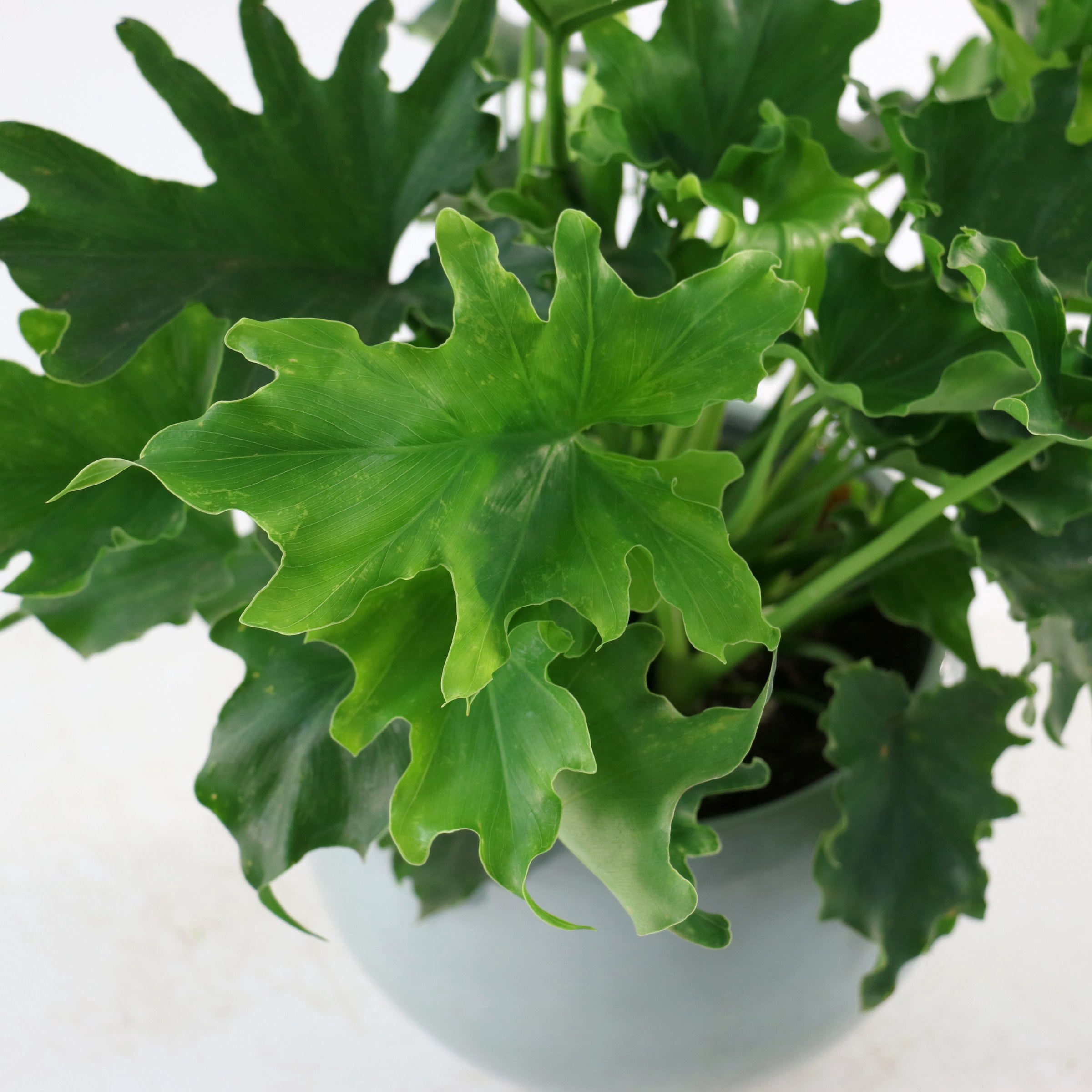 6 in. Philodendron Lickety Split Plant in Grower Container