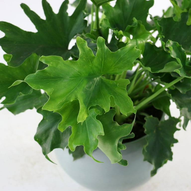 6 in. Philodendron Lickety Split Plant in Grower Container - Walmart.com