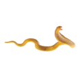 thumbnail image 1 of Juguetes de animales de simución, juegos de modelos de animales de silvestre realistas para niños, educación, coleccionables, amaril CUTICAT Figuras de acción de la vida silvestre, 1 of 6