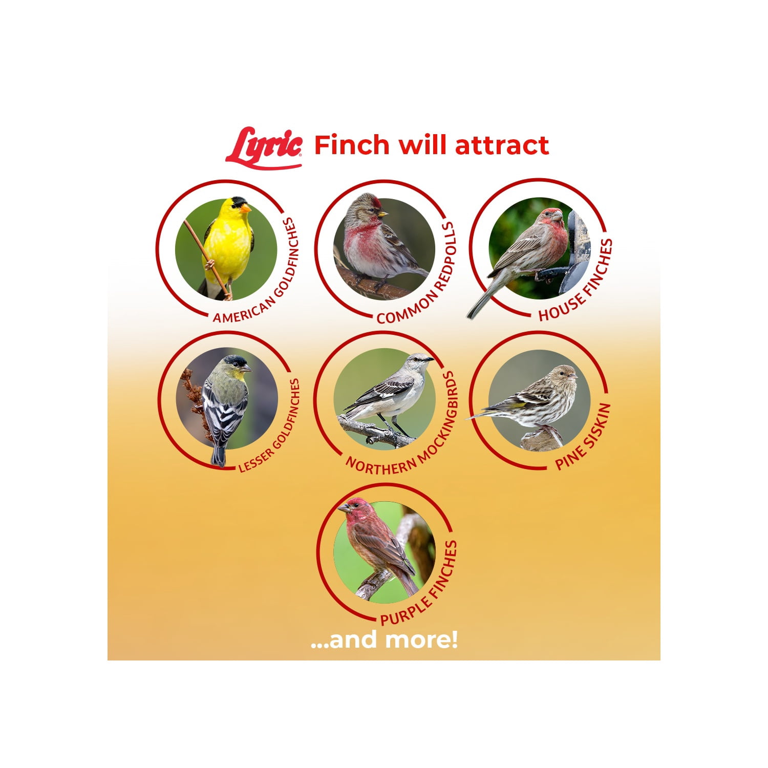 Lyric Finch Wild Bird Seed, Small Songbird Bird Finch Food - 20 lb. Bag