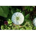 thumbnail image 5 of Polar Bear White Zinnia Seeds (Zinnia elegans) – 100+ Heirloom Non-GMO Seeds per Packet by Isla’s Garden Seeds, Large White Blooms, Ideal for Garden Borders and Cut Flowers, Perfect Home Garden Gift, 5 of 6