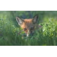 thumbnail image 2 of Deng, Larry 32x21 White Modern Wood Framed Museum Art Print Titled - Red Fox, 2 of 4