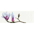 thumbnail image 3 of Andrew, Stephanie 24x11 Black Modern Framed Museum Art Print Titled - Magnolia solitaire, 3 of 5