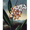 thumbnail image 2 of Thornton, Dr R 26x31 Gold Ornate Wood Framed with Double Matting Museum Art Print Titled - Orchid, 2 of 4