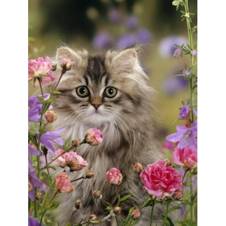 domestic cat portrait of