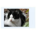 thumbnail image 4 of Instant Film Fujifilm INSTAX Mini (White) 50 Sheets, 4 of 9