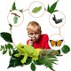 thumbnail image 4 of Juguete de bandeja de madera, kit de ciclo de vida de insectos, etapas de insectos para estudiantes, proyecto escolar educativo construido para durar, 4 of 7