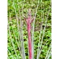 thumbnail image 3 of ragnaroc Air Plants - Tillandsia Juncea, Jumbo 8-12" - 10ct - Live Arrival Gauranteed - House Plants for Home Decor & Gift, 3 of 6