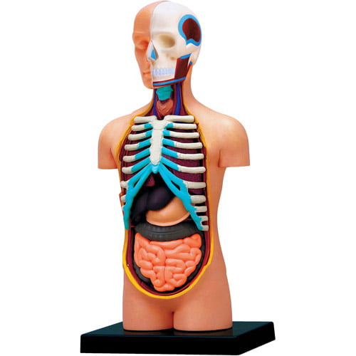 4d Vision Human Torso Anatomy Model Walmart Com Walmart Com