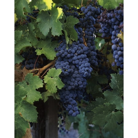 Cabernet sauvignon grapes in vineyard Wine Country California USA Stretched Canvas - Panoramic Images (9 x