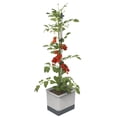 thumbnail image 1 of Plantadora vertical de tomates BUZZY Seeds Tom Tomato con espaldera, 1 of 9